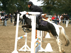Irish Pony 138cms Coloured Skewbald Gelding