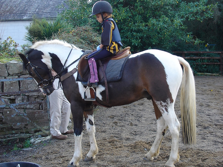 Irish Pony 138cms Coloured Skewbald Gelding