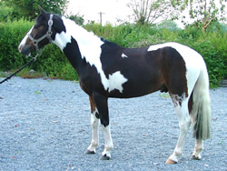 Irish Pony 138cms Coloured Skewbald Gelding