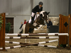 Irish Pony 138cms Skewbald Gelding