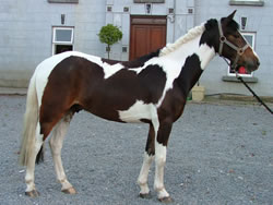 Irish Pony 138cms Coloured Skewbald Gelding